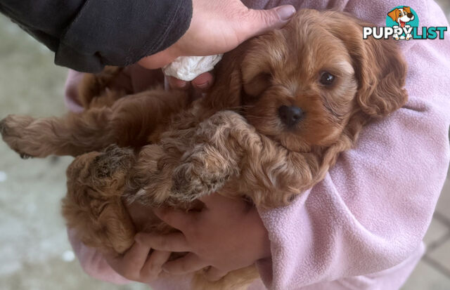 Cavoodle puppies