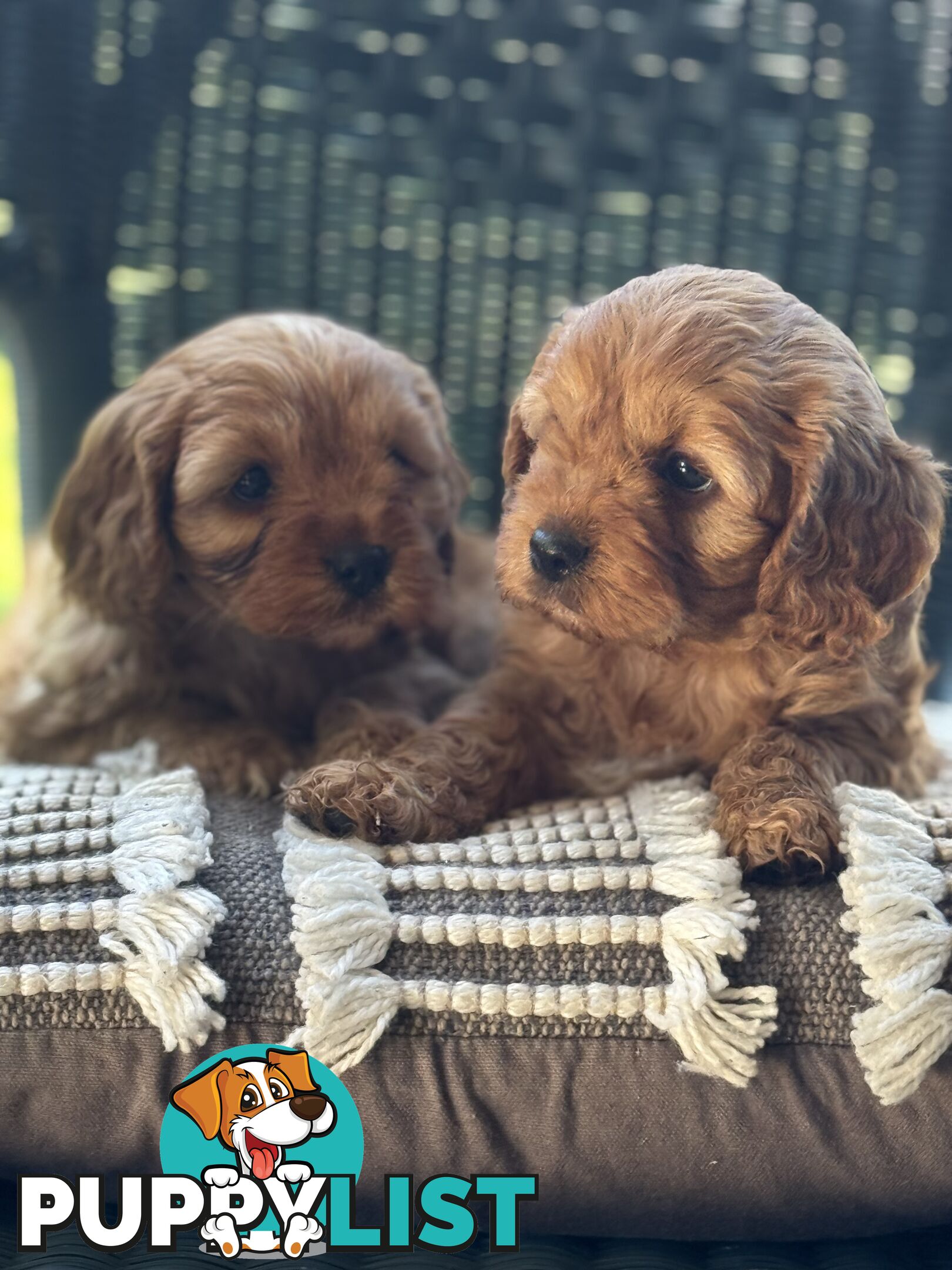 Cavoodle puppies