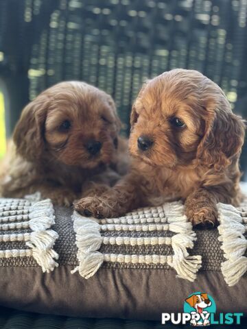 Cavoodle puppies