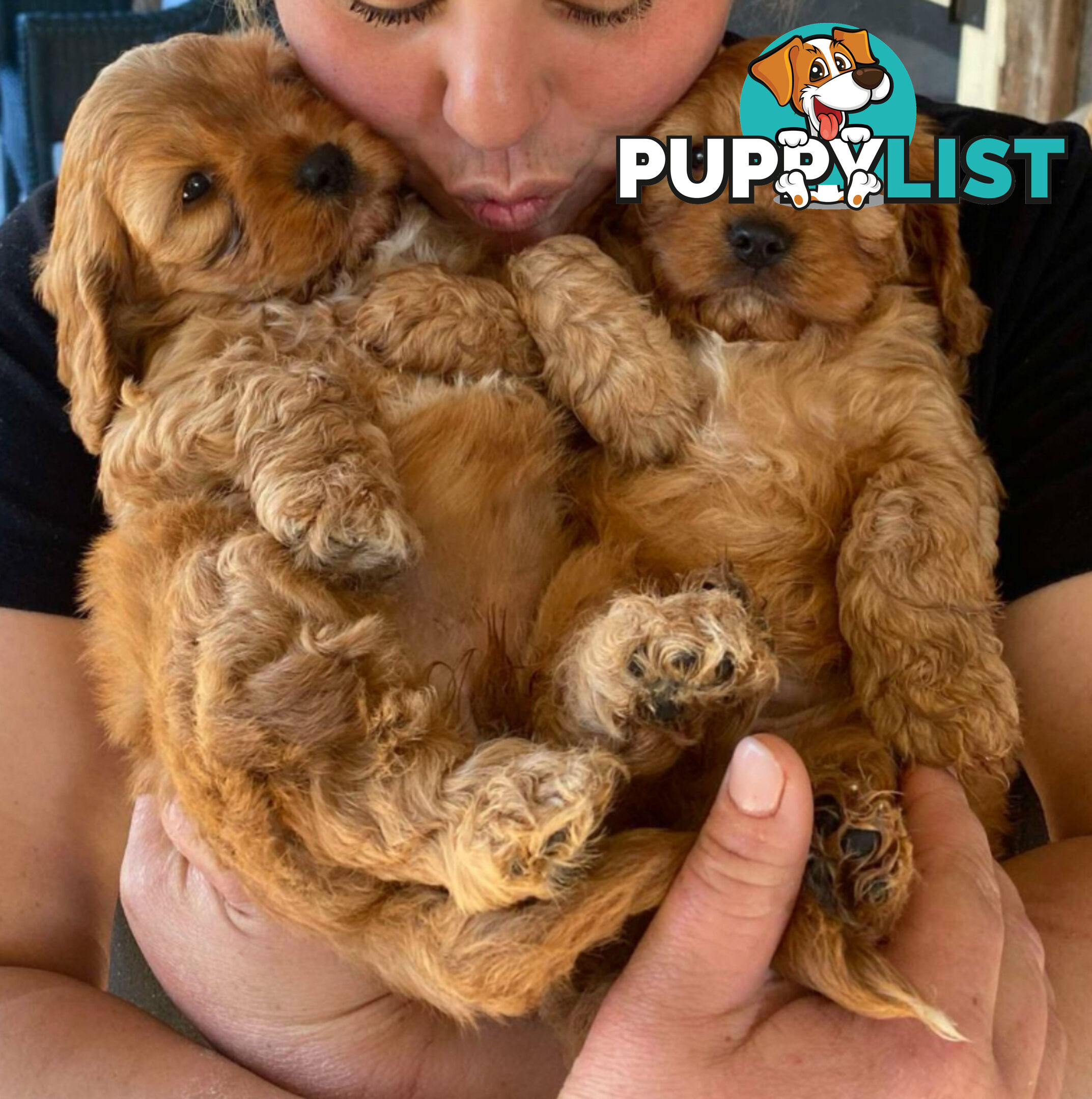 Cavoodle puppies