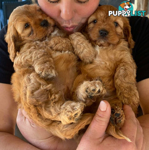 Cavoodle puppies