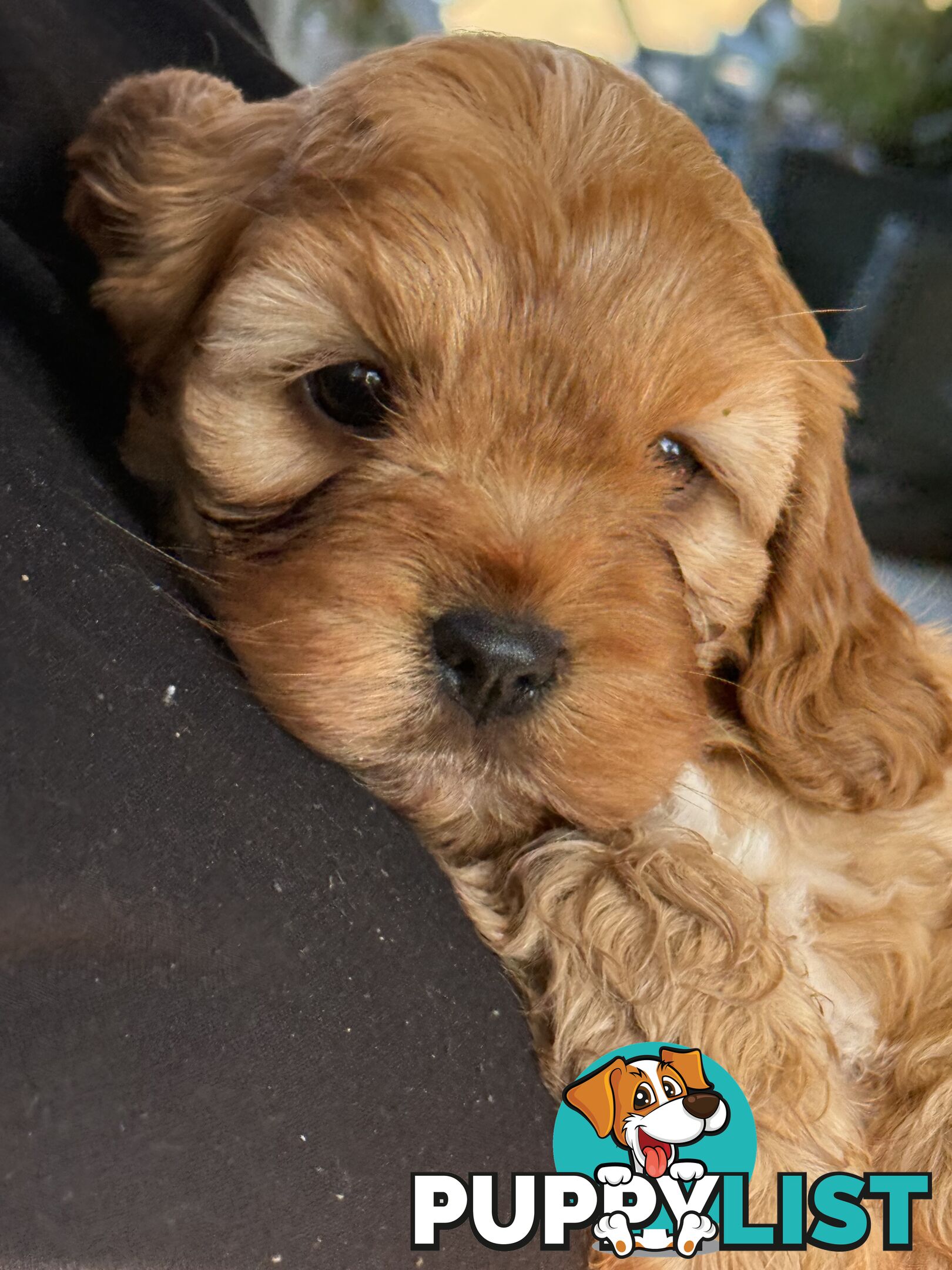 Cavoodle puppies