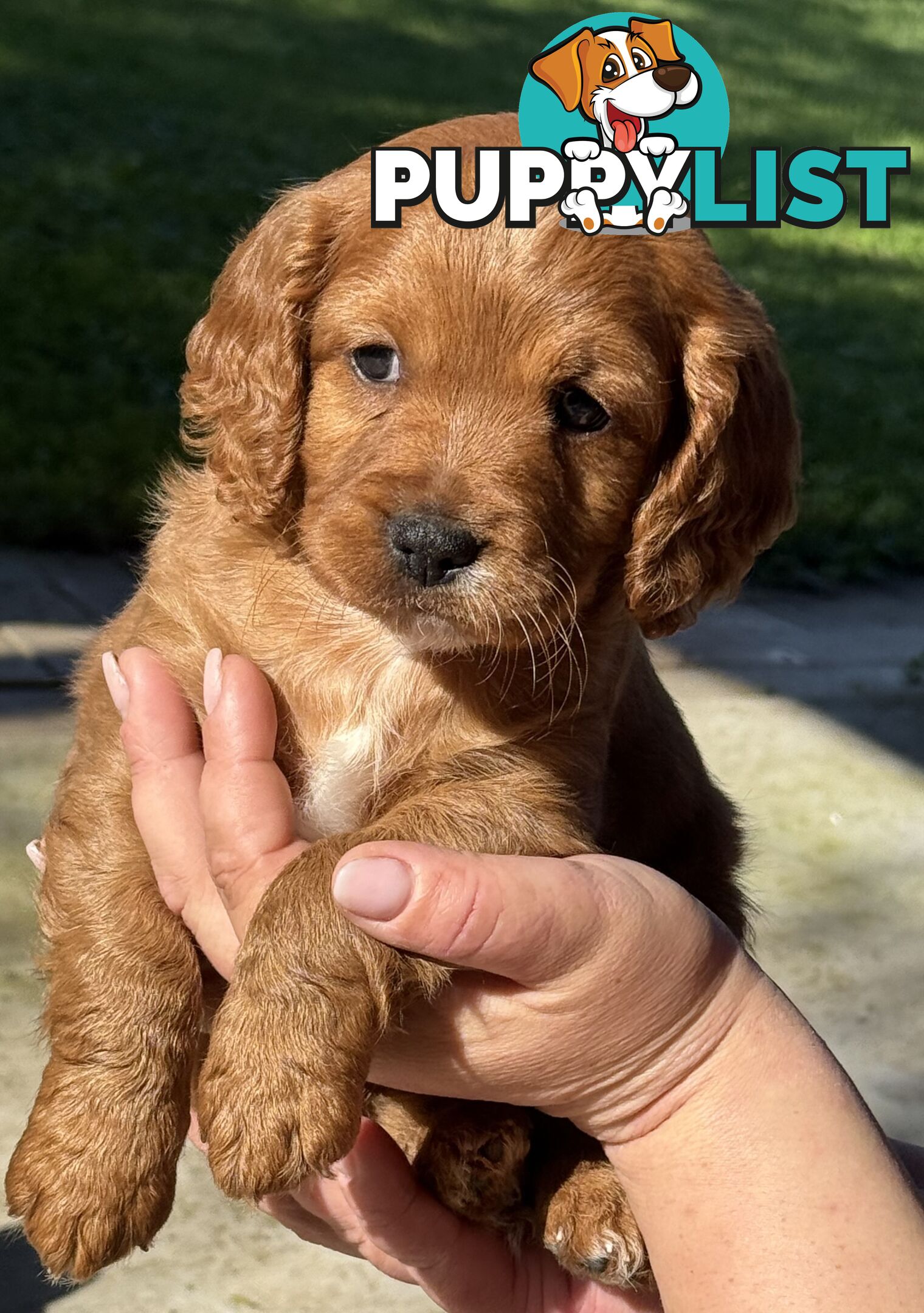 Cavoodle puppies