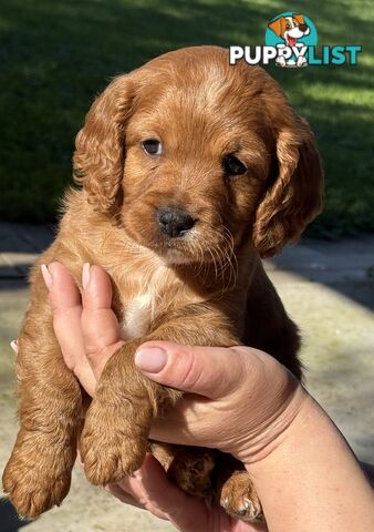 Cavoodle puppies