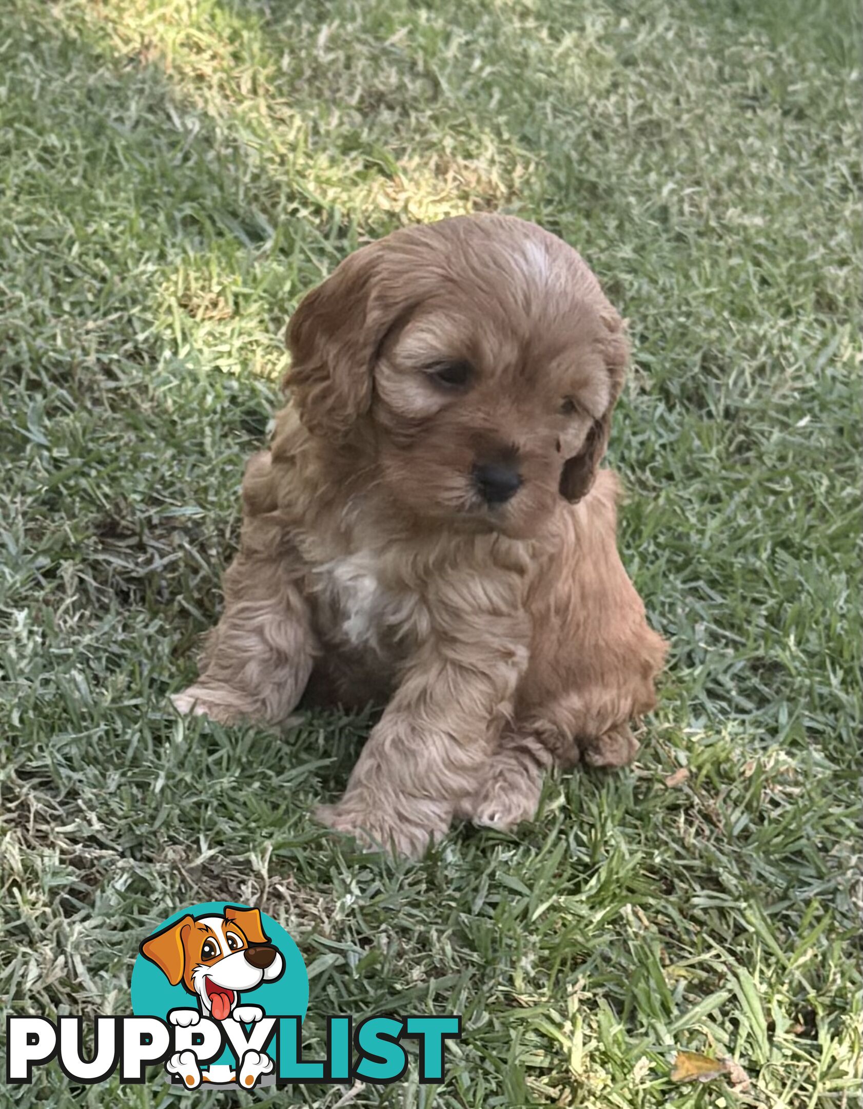 Cavoodle puppies