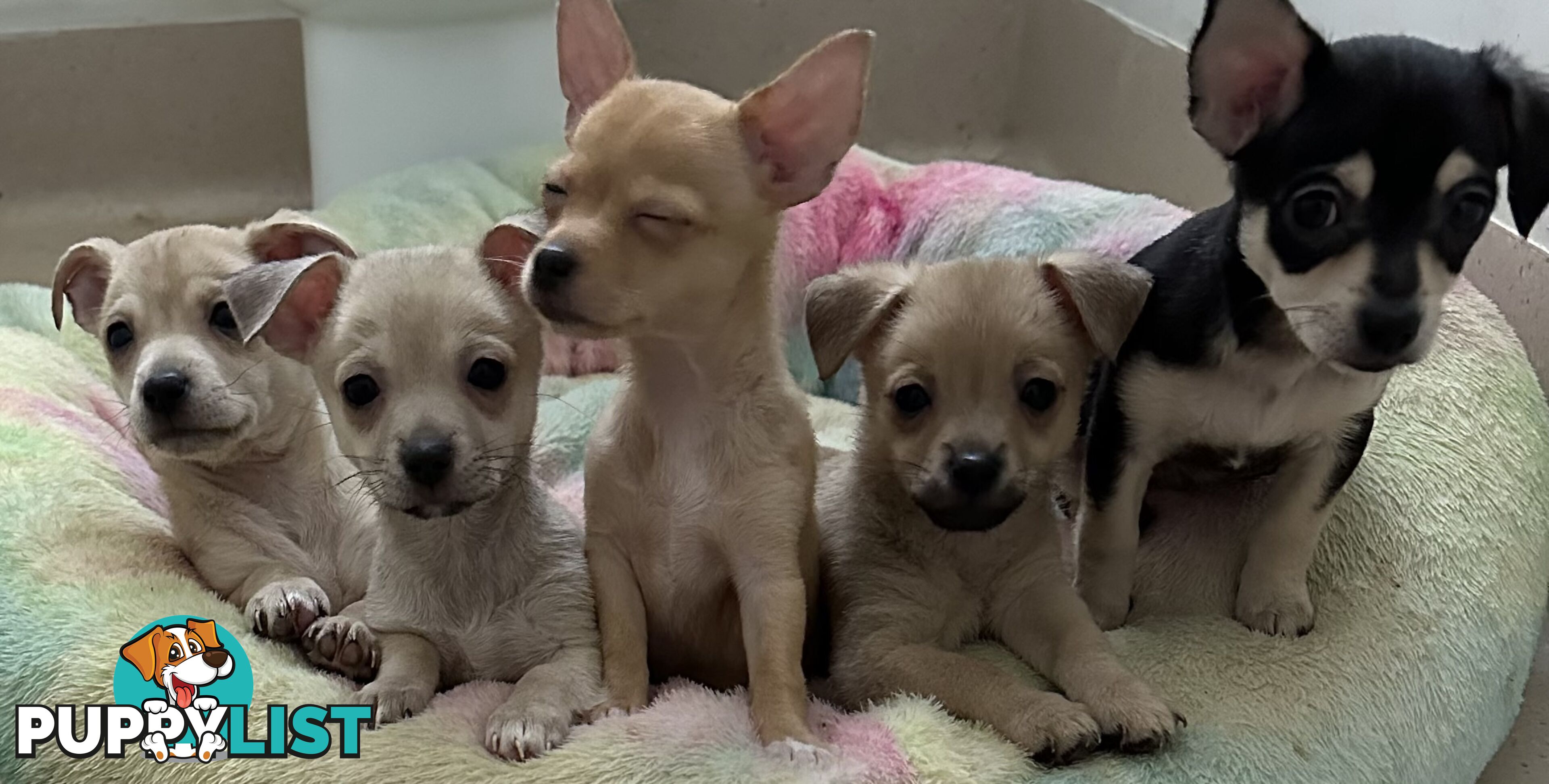 Chihuahua puppies for sale!