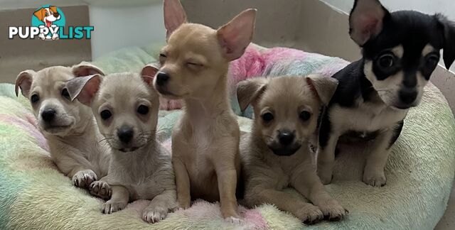 Chihuahua puppies for sale!