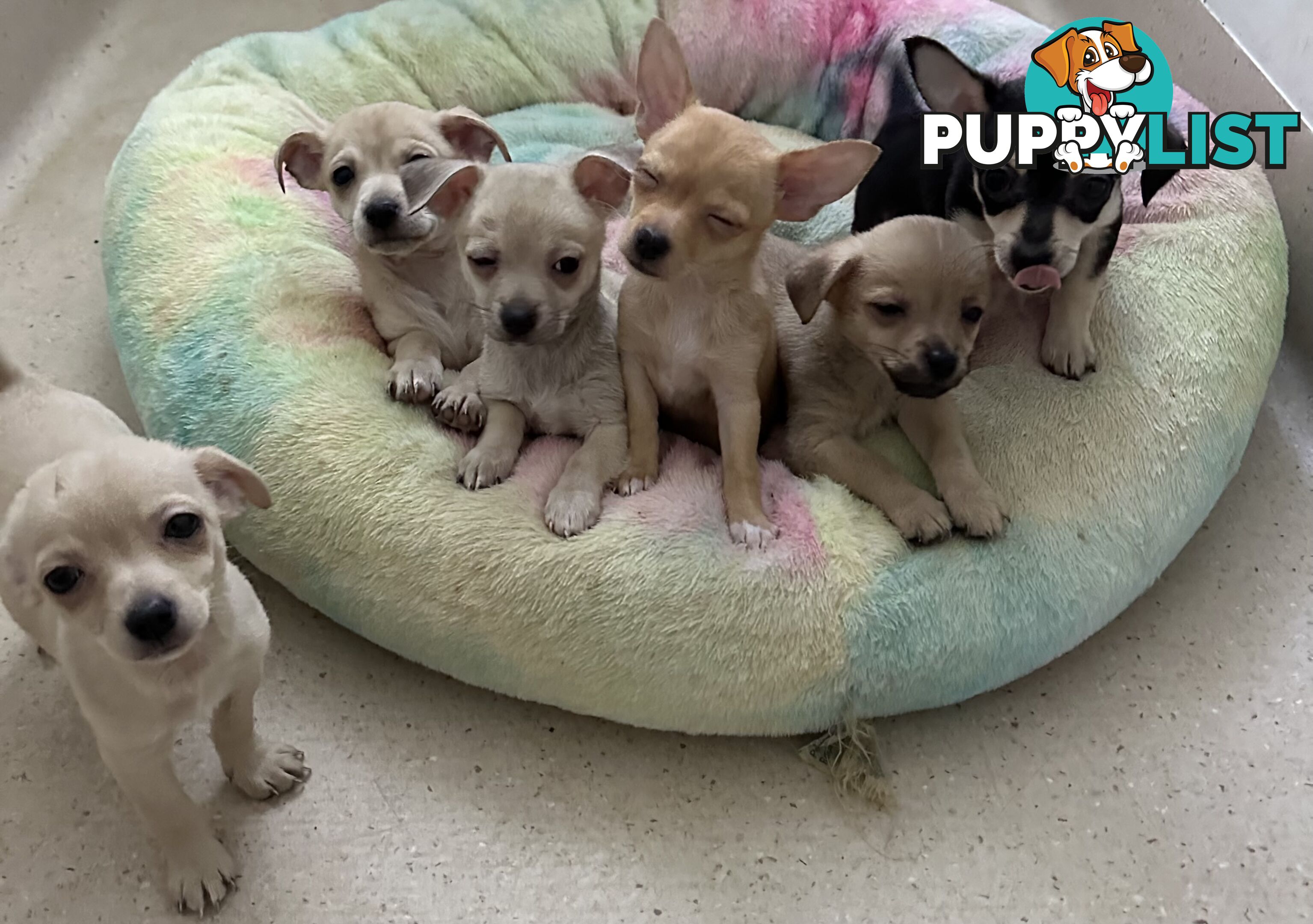 Chihuahua puppies for sale!