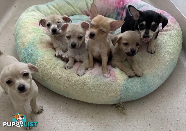 Chihuahua puppies for sale!