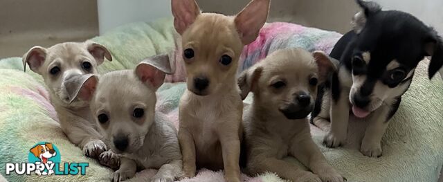 Chihuahua puppies for sale!