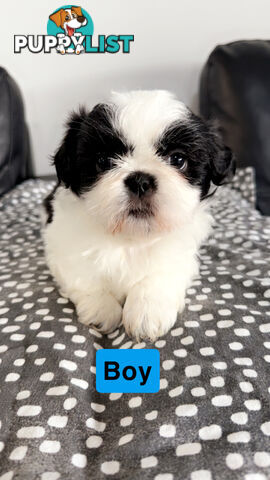 Maltese Shihtzus Adelaide (6 puppies)