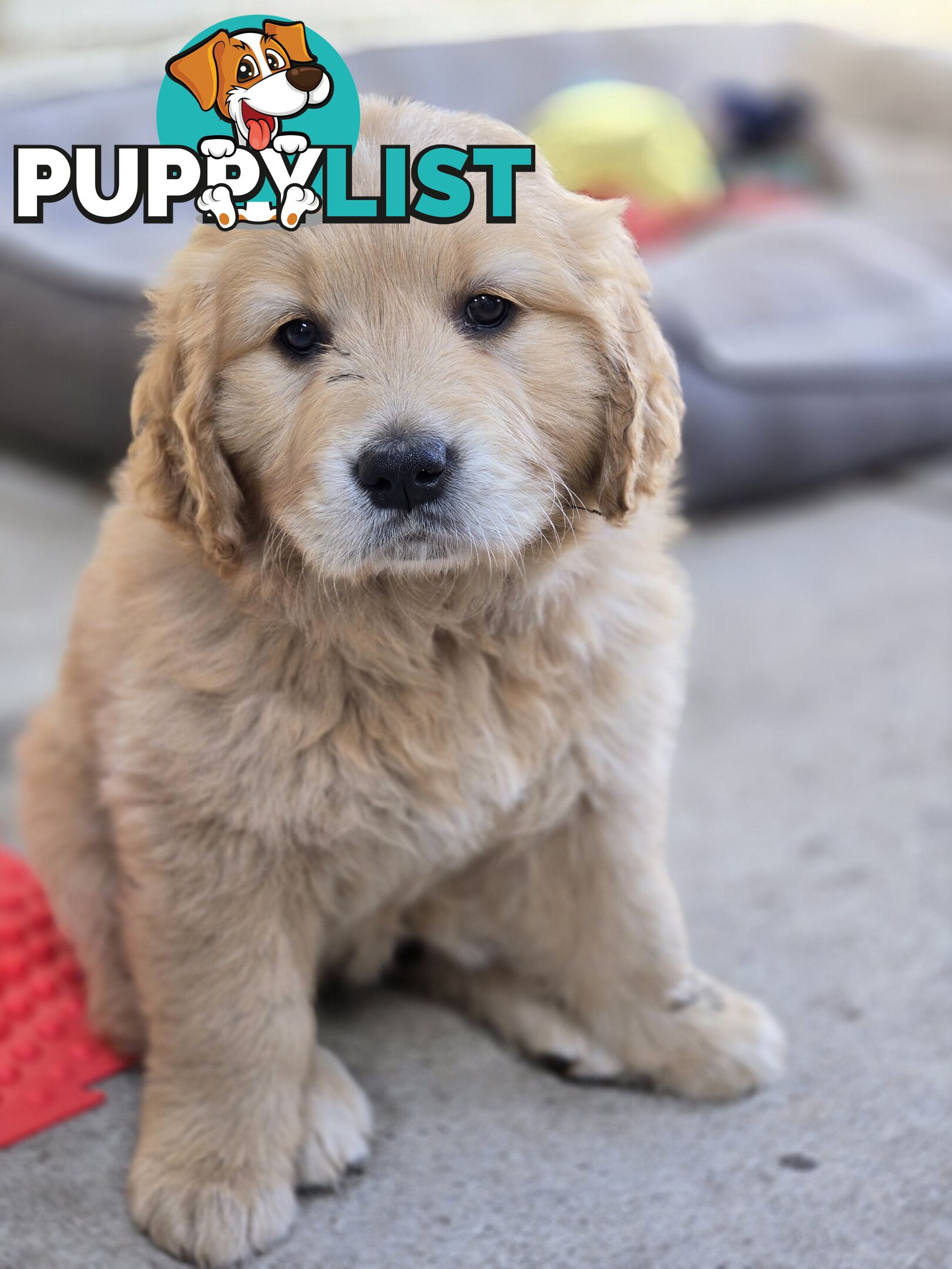 Female Golden Retriever Puppy