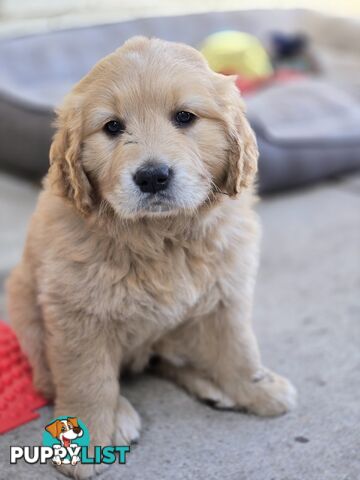 Female Golden Retriever Puppy