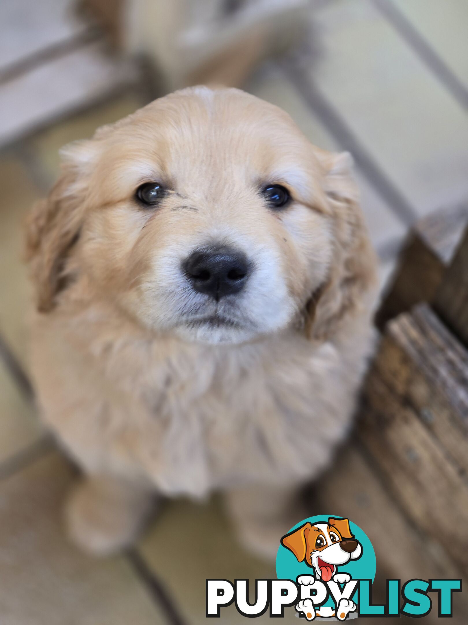 Female Golden Retriever Puppy