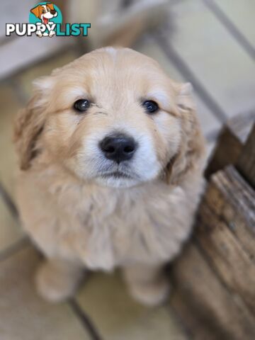 Female Golden Retriever Puppy