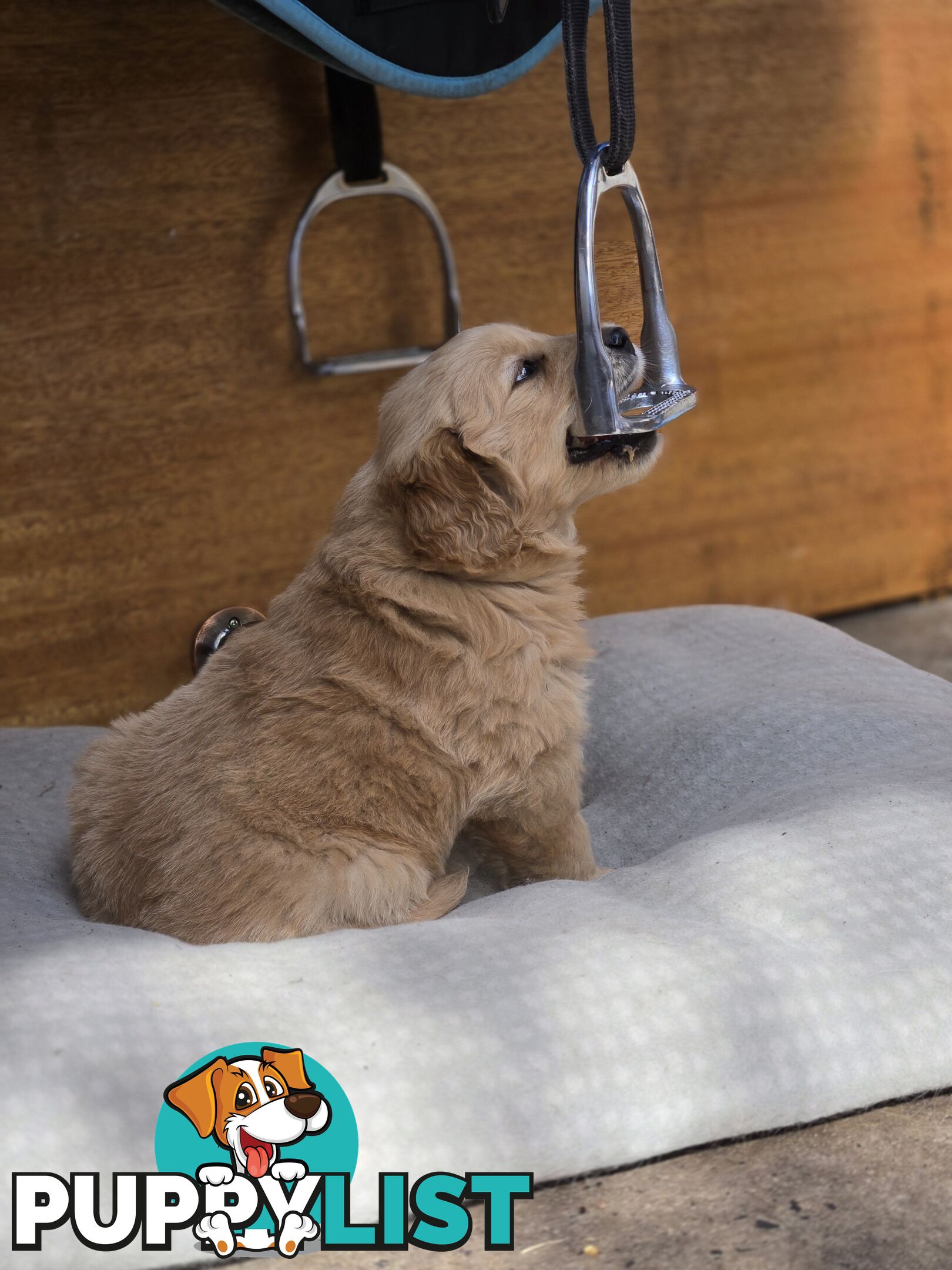 Female Golden Retriever Puppy