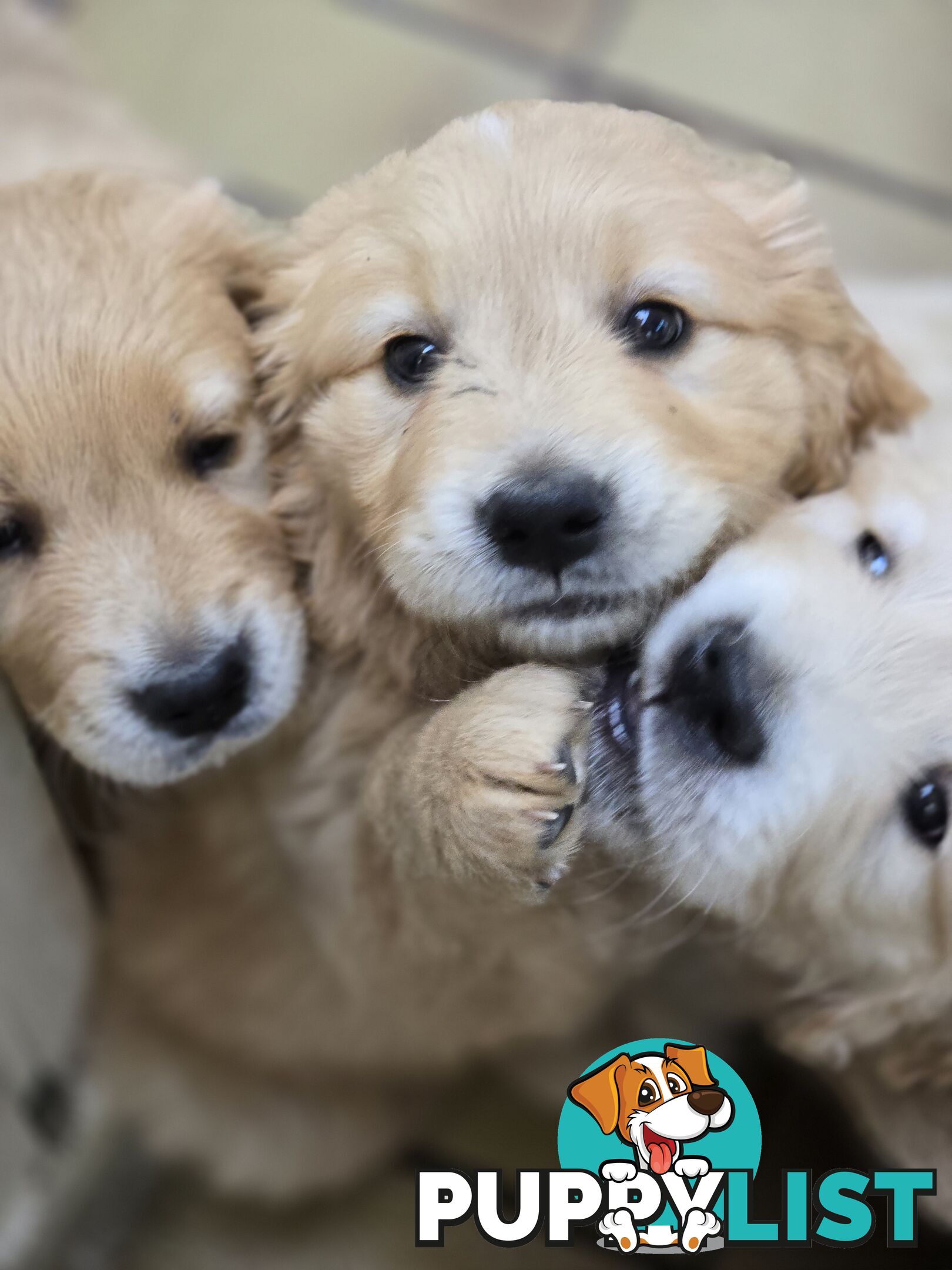 Female Golden Retriever Puppy
