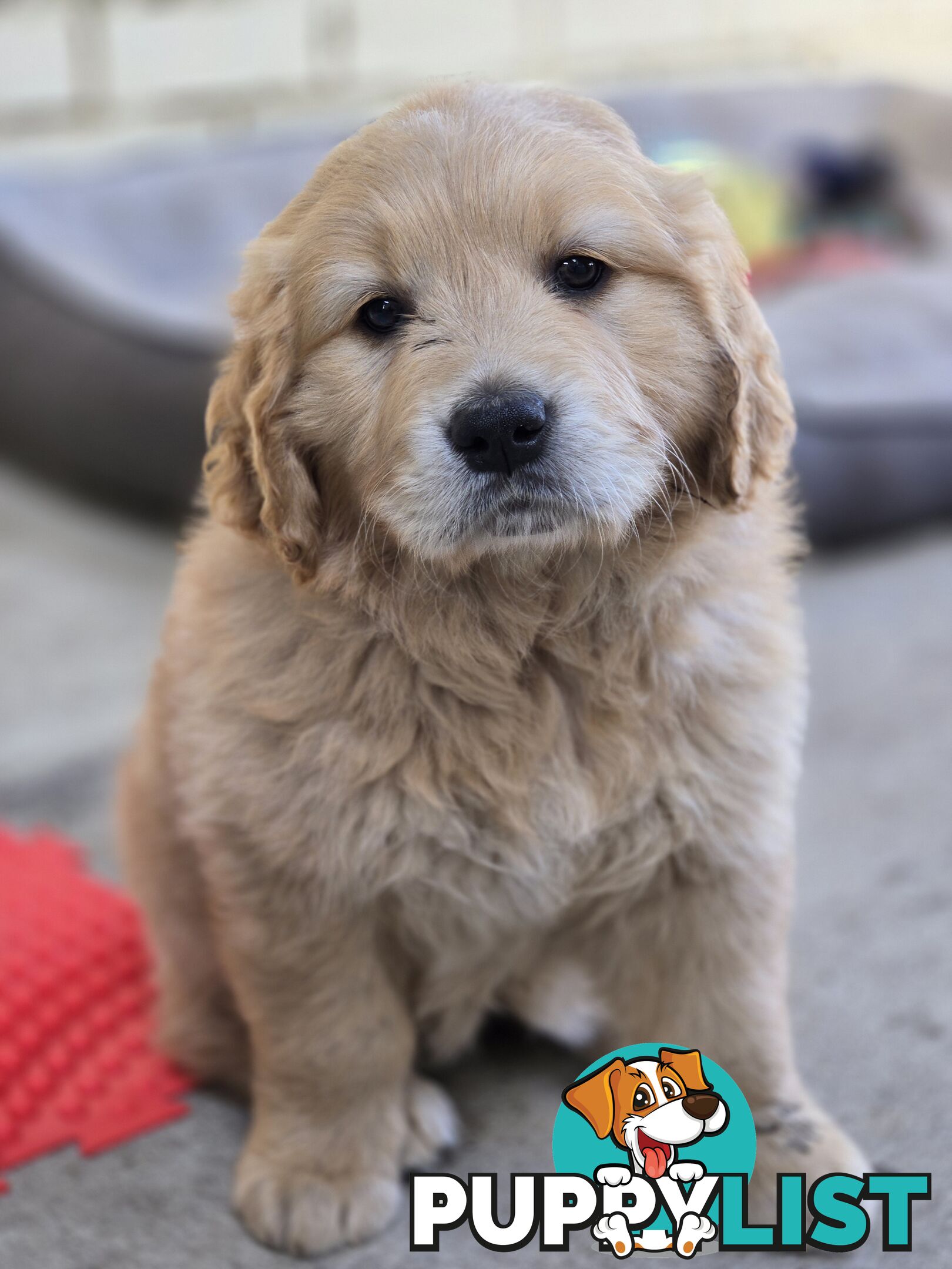 Female Golden Retriever Puppy