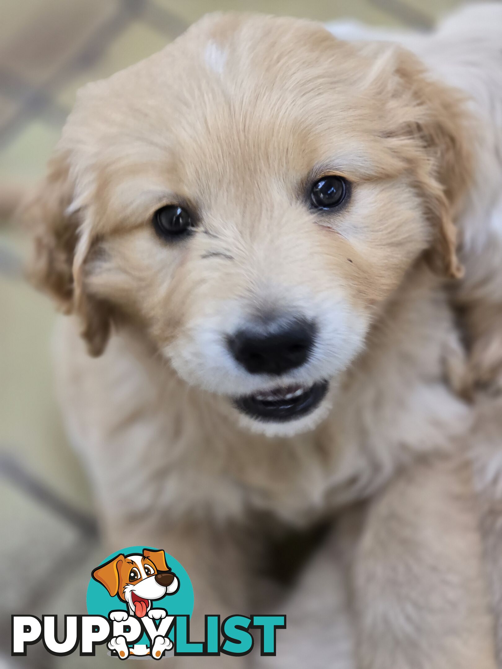 Female Golden Retriever Puppy