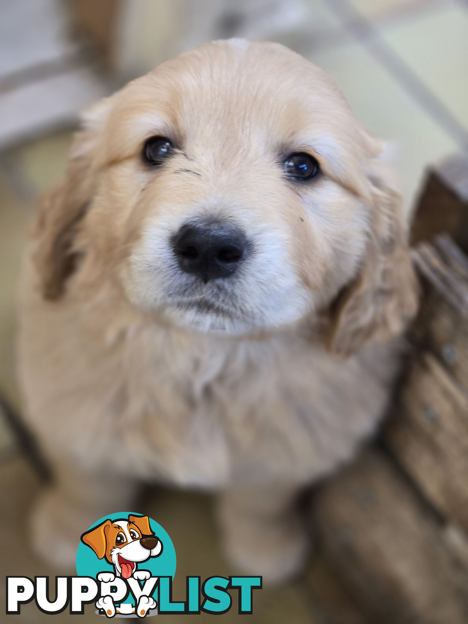 Female Golden Retriever Puppy
