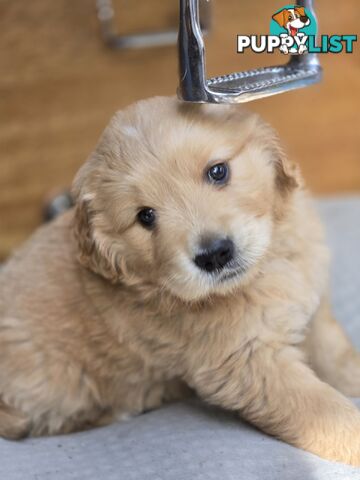 Female Golden Retriever Puppy
