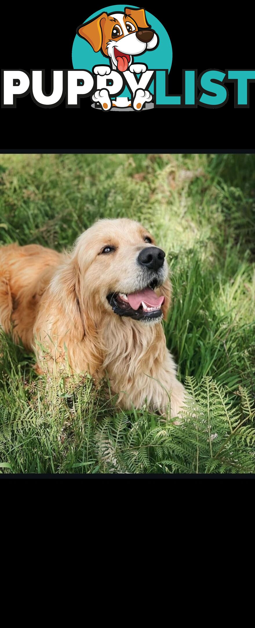 Female Golden Retriever Puppy