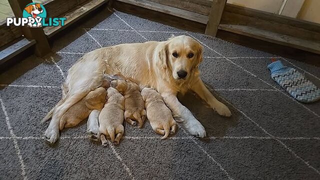 Female Golden Retriever Puppy