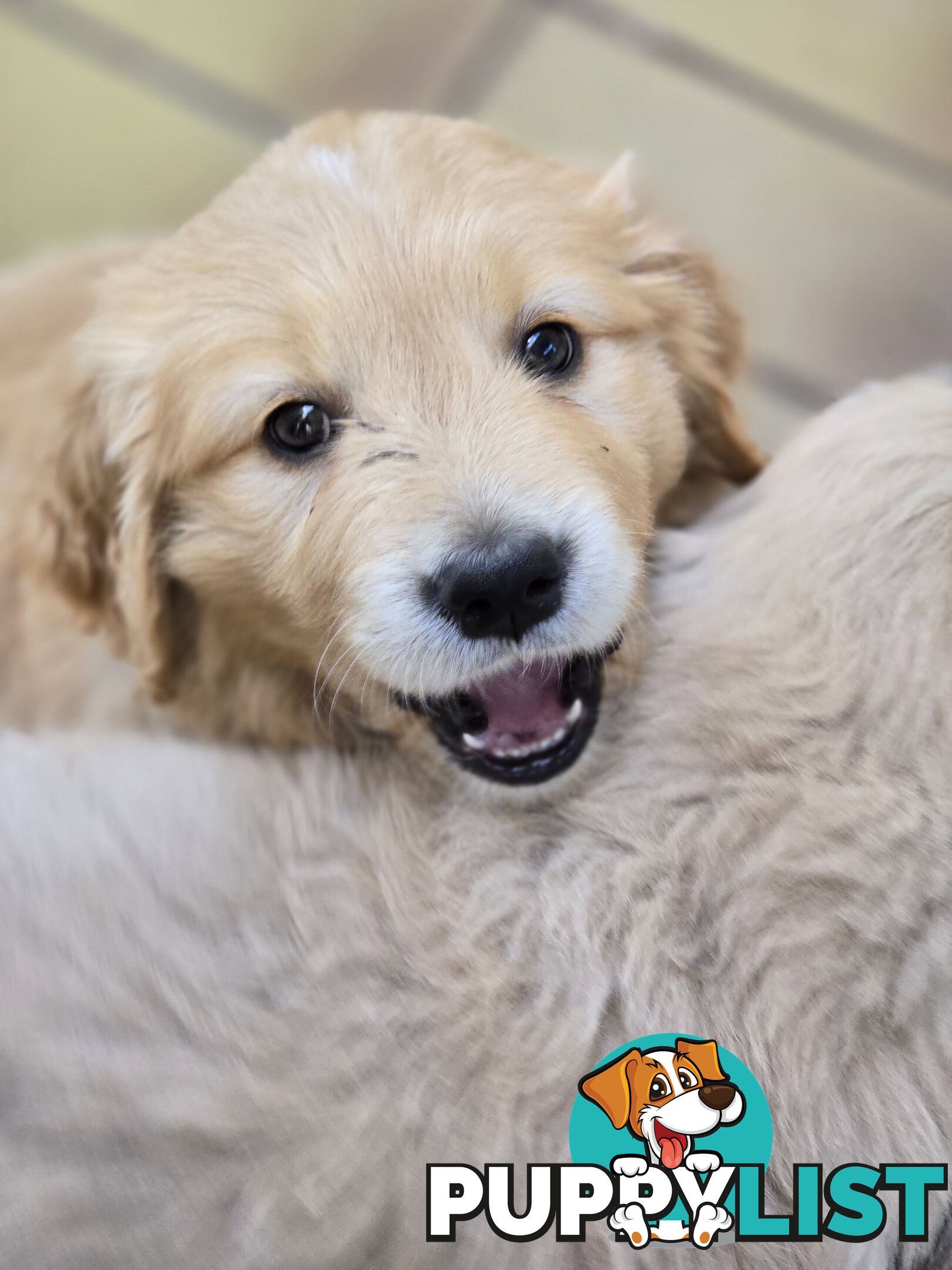 Female Golden Retriever Puppy