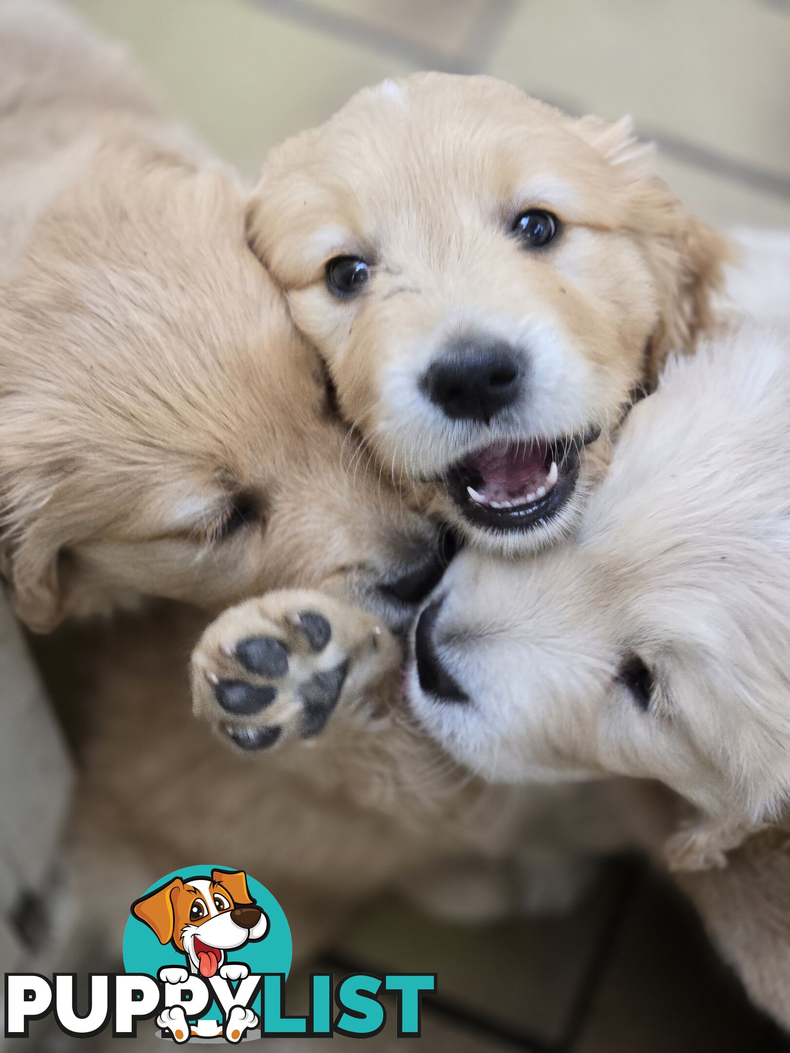 Female Golden Retriever Puppy