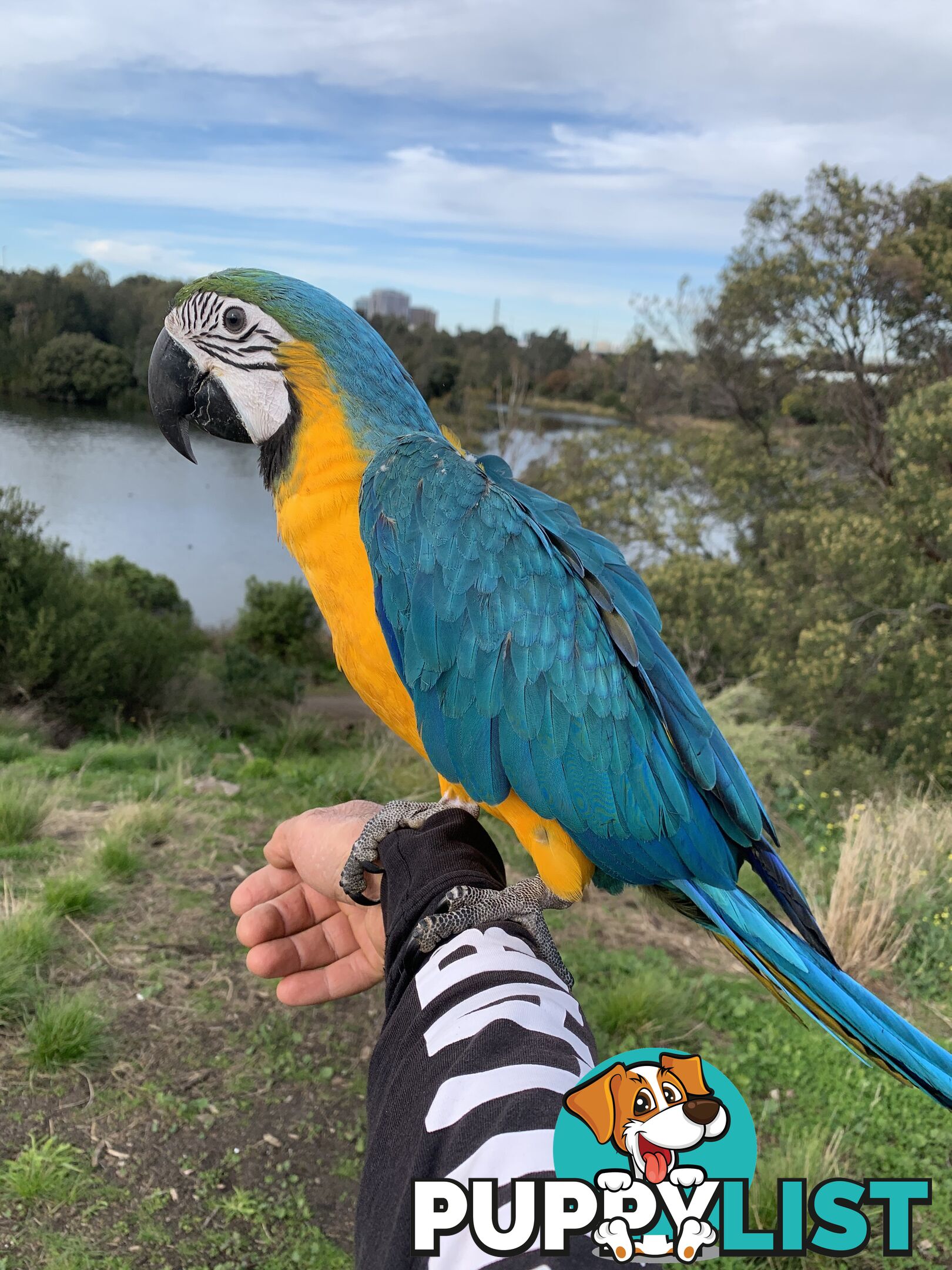 Macaw - blue and golds