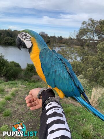 Macaw - blue and golds