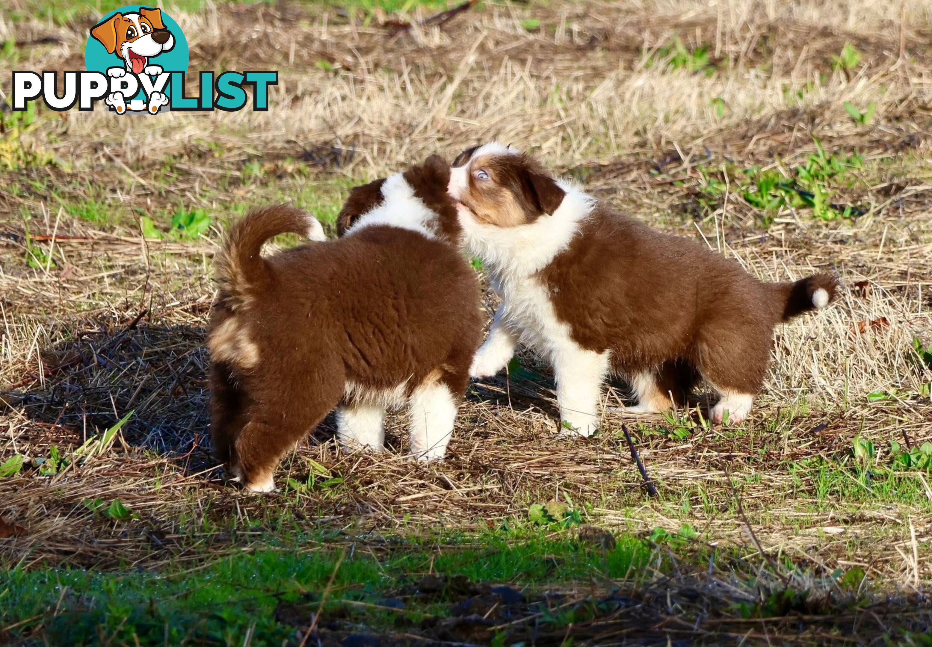 Border Collies pups