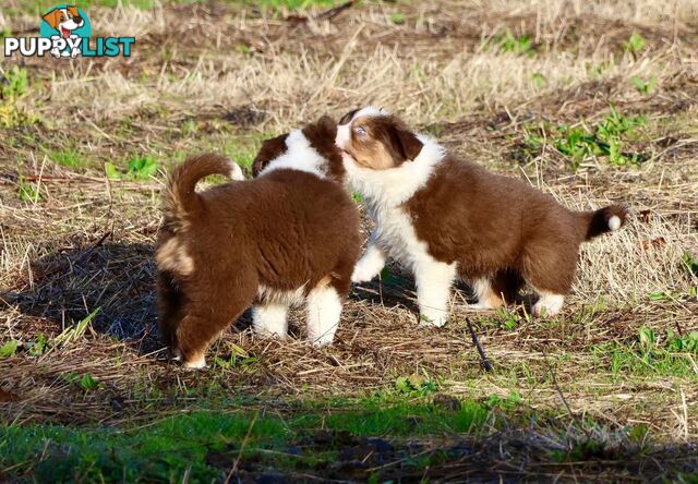 Border Collies pups