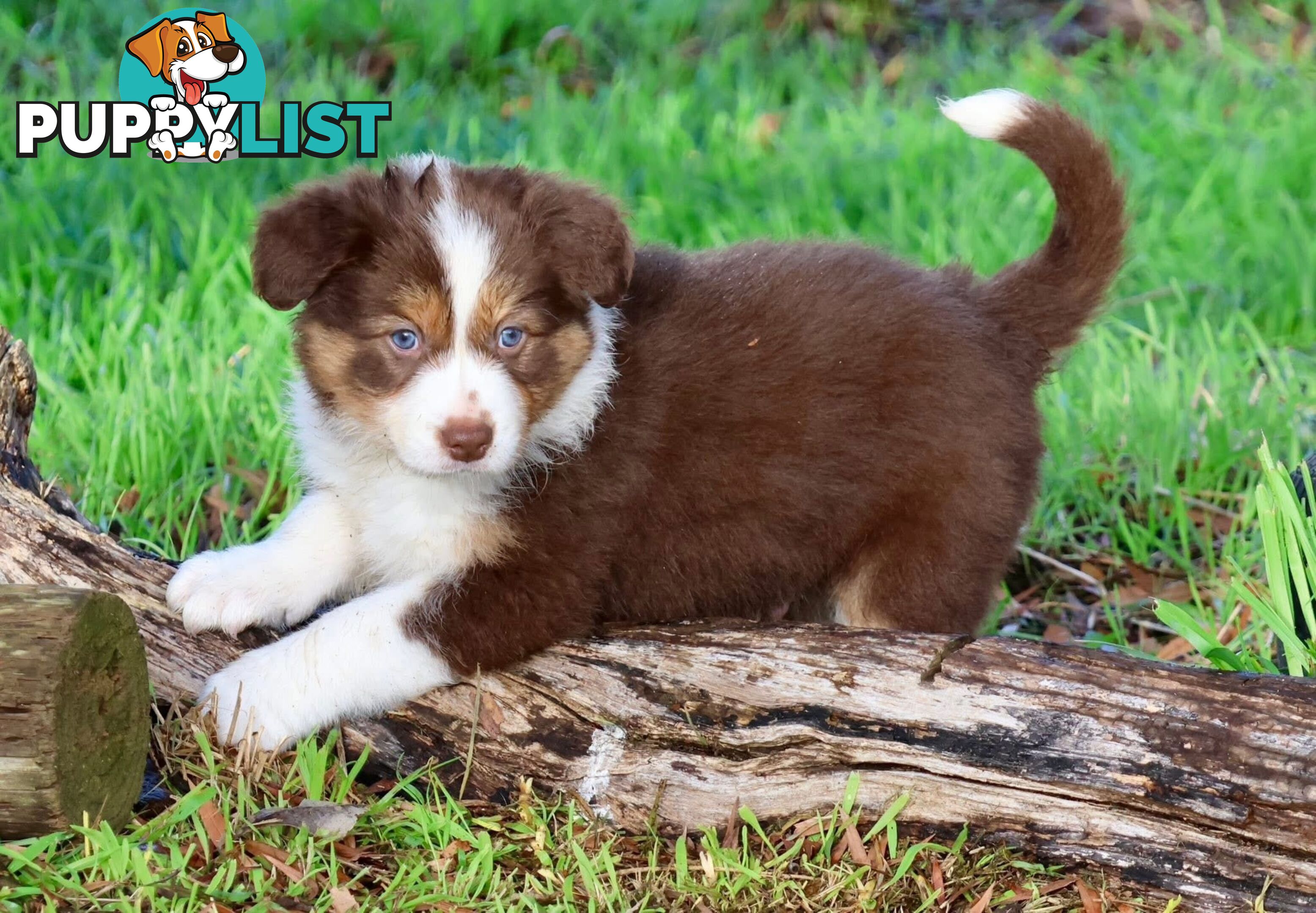 Border Collies pups