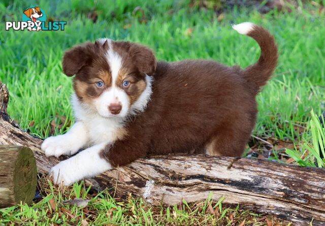 Border Collies pups