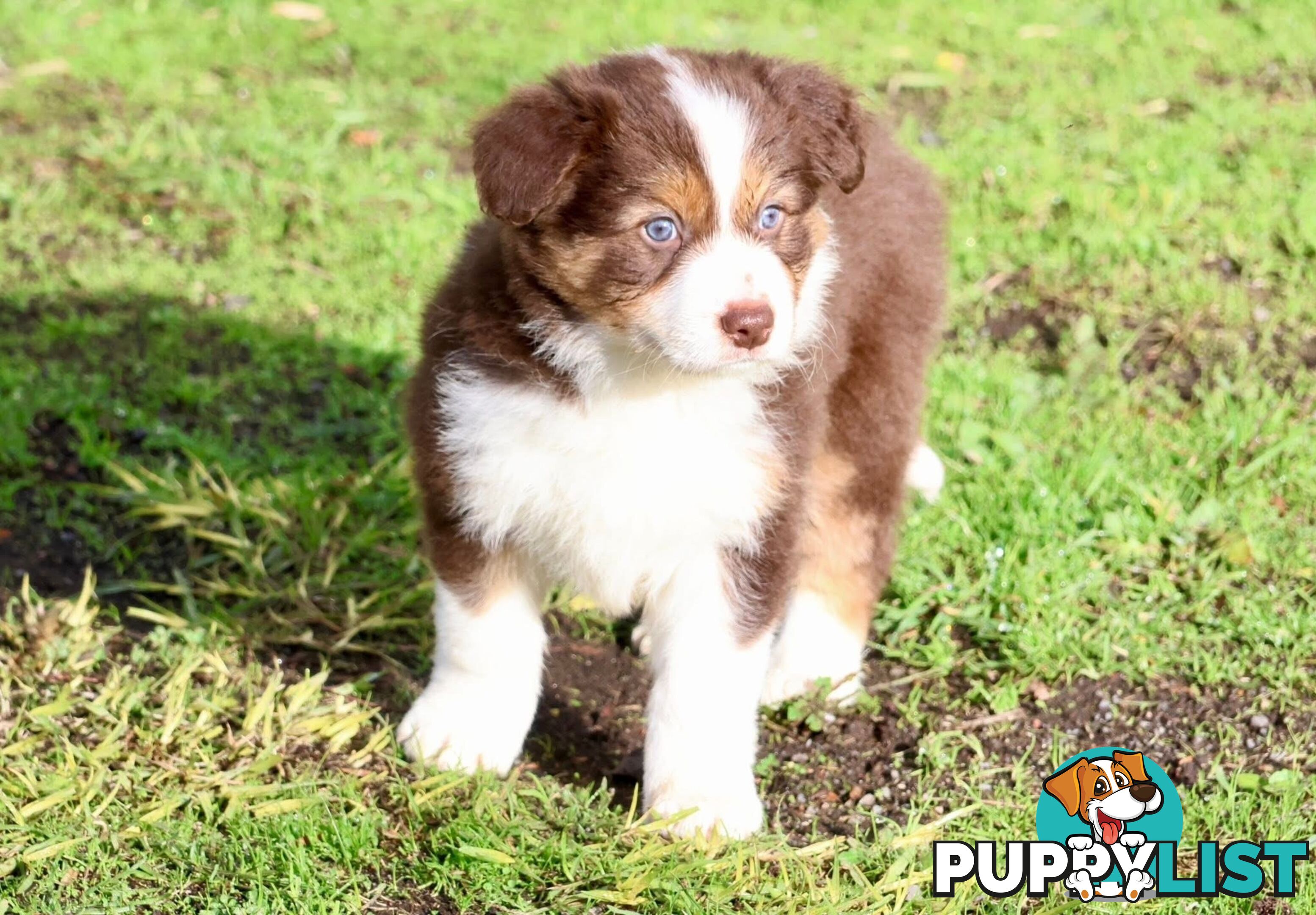 Border Collies pups
