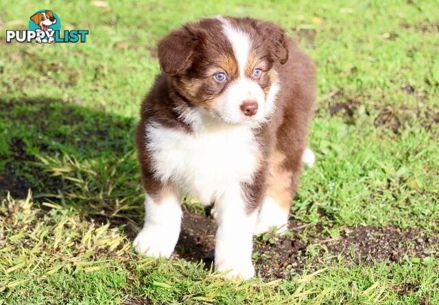 Border Collies pups