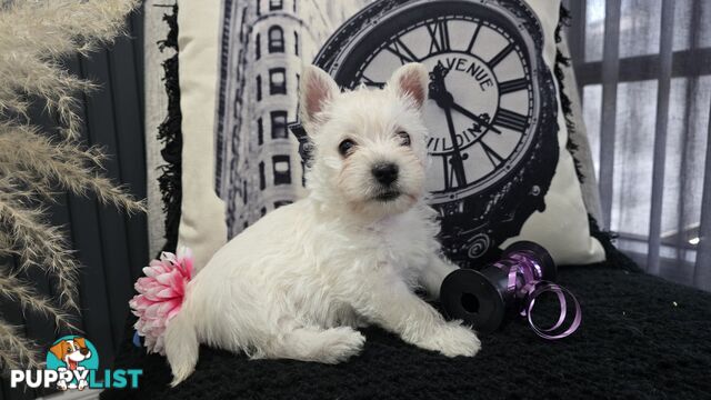 West highland terrier puppies