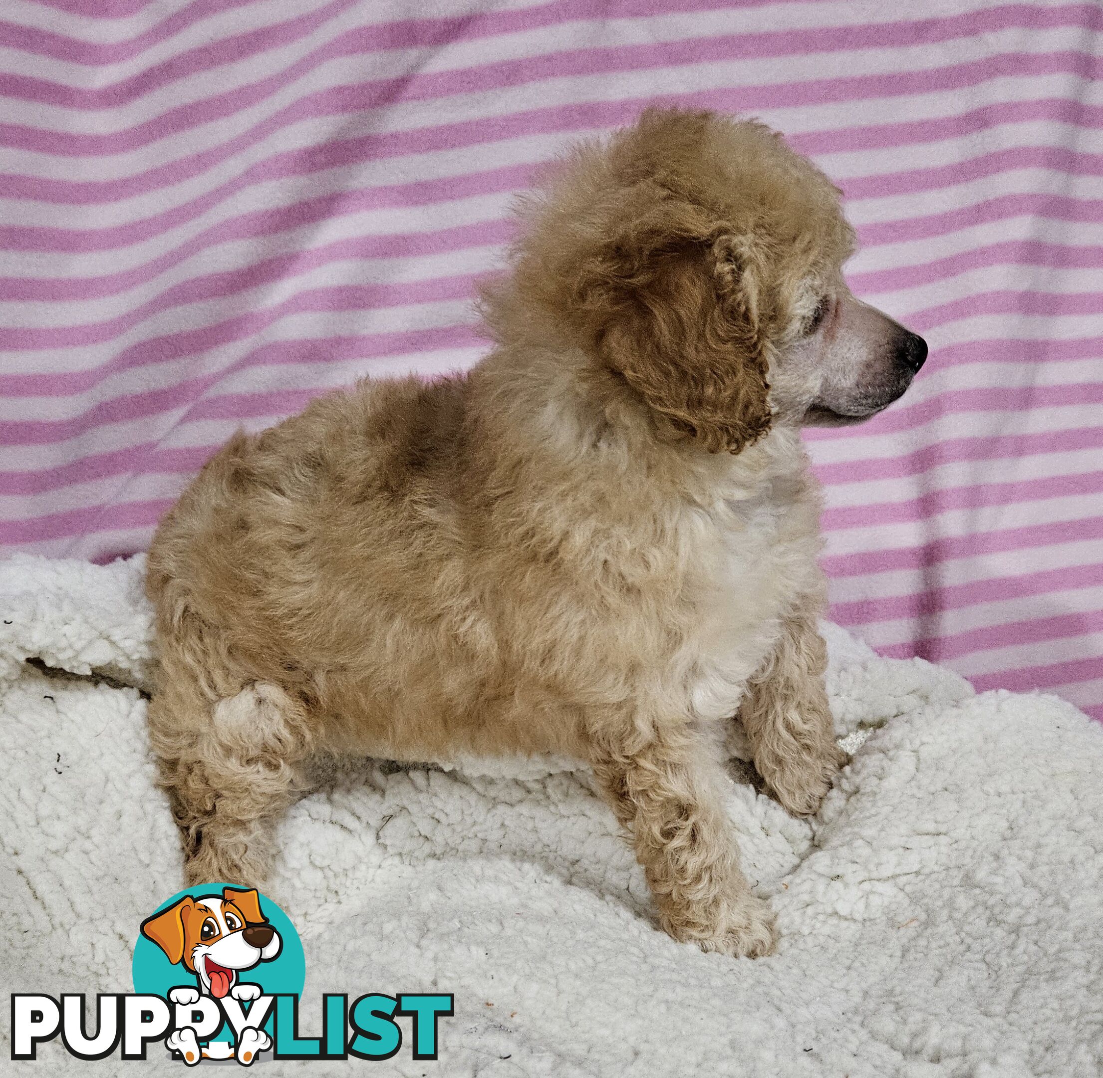 💖Pure Toy Poodle Pups, Trained Crate/Toilet, Exceptional Genetics, Non shedding💖