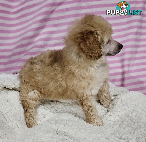 💖Pure Toy Poodle Pups, Trained Crate/Toilet, Exceptional Genetics, Non shedding💖