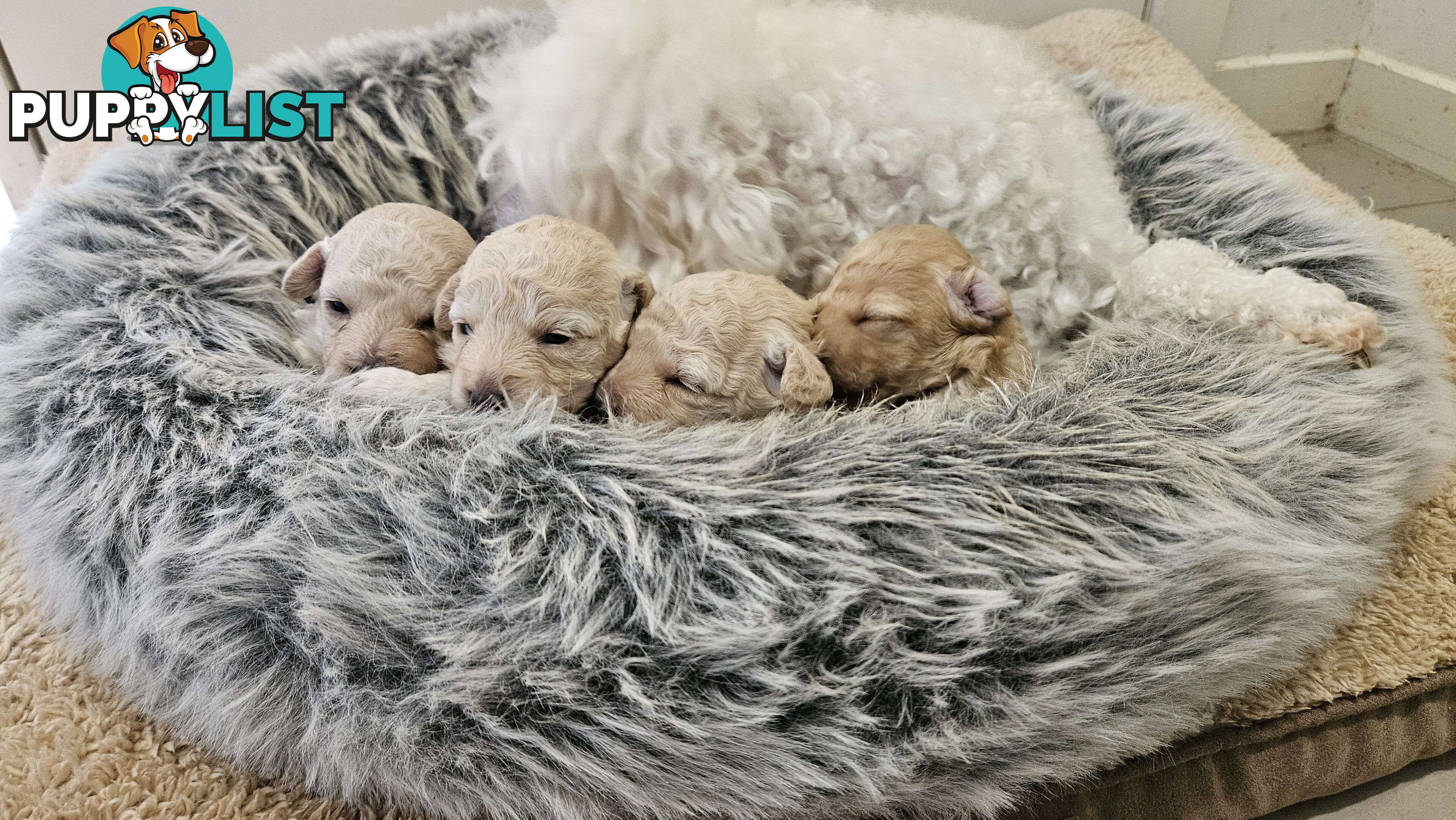 💖Pure Toy Poodle Pups, Trained Crate/Toilet, Exceptional Genetics, Non shedding💖