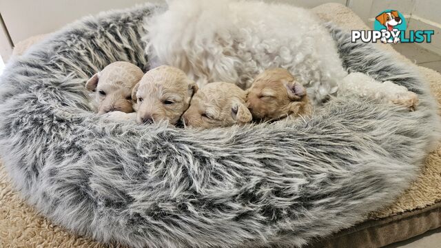 💖Pure Toy Poodle Pups, Trained Crate/Toilet, Exceptional Genetics, Non shedding💖