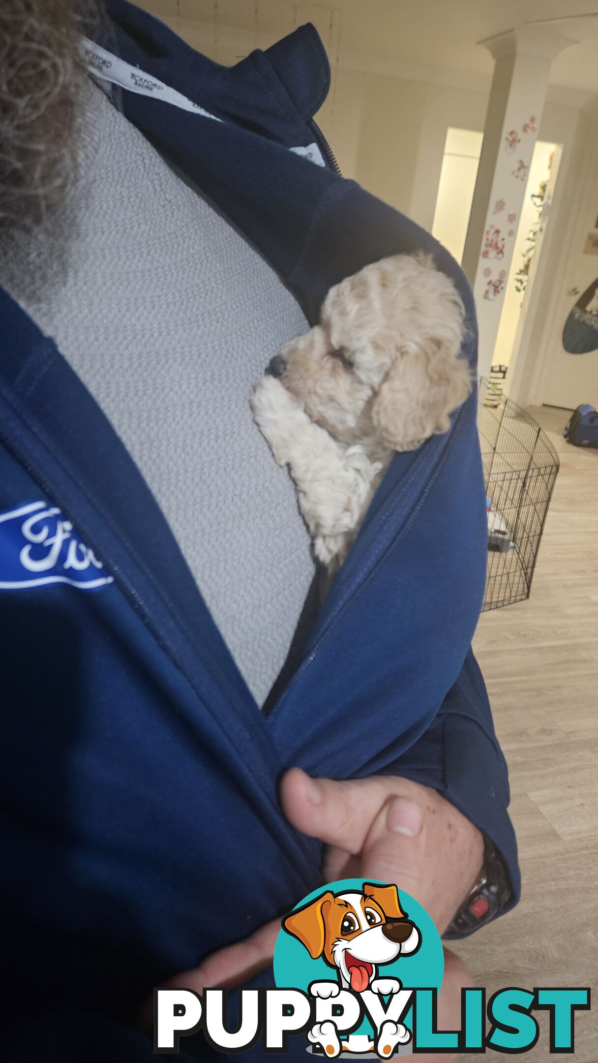 💖Pure Toy Poodle Pups, Trained Crate/Toilet, Exceptional Genetics, Non shedding💖