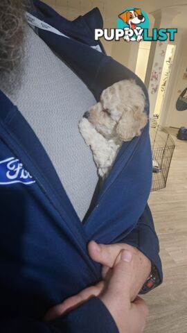 💖Pure Toy Poodle Pups, Trained Crate/Toilet, Exceptional Genetics, Non shedding💖