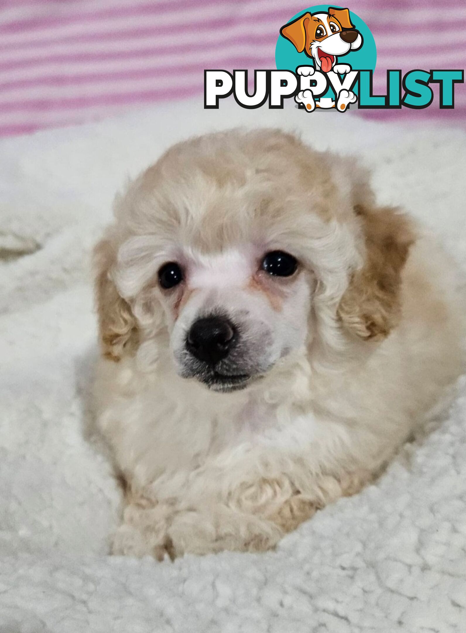 💖Pure Toy Poodle Pups, Trained Crate/Toilet, Exceptional Genetics, Non shedding💖