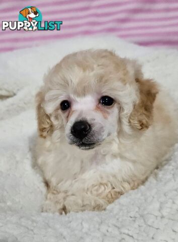 💖Pure Toy Poodle Pups, Trained Crate/Toilet, Exceptional Genetics, Non shedding💖