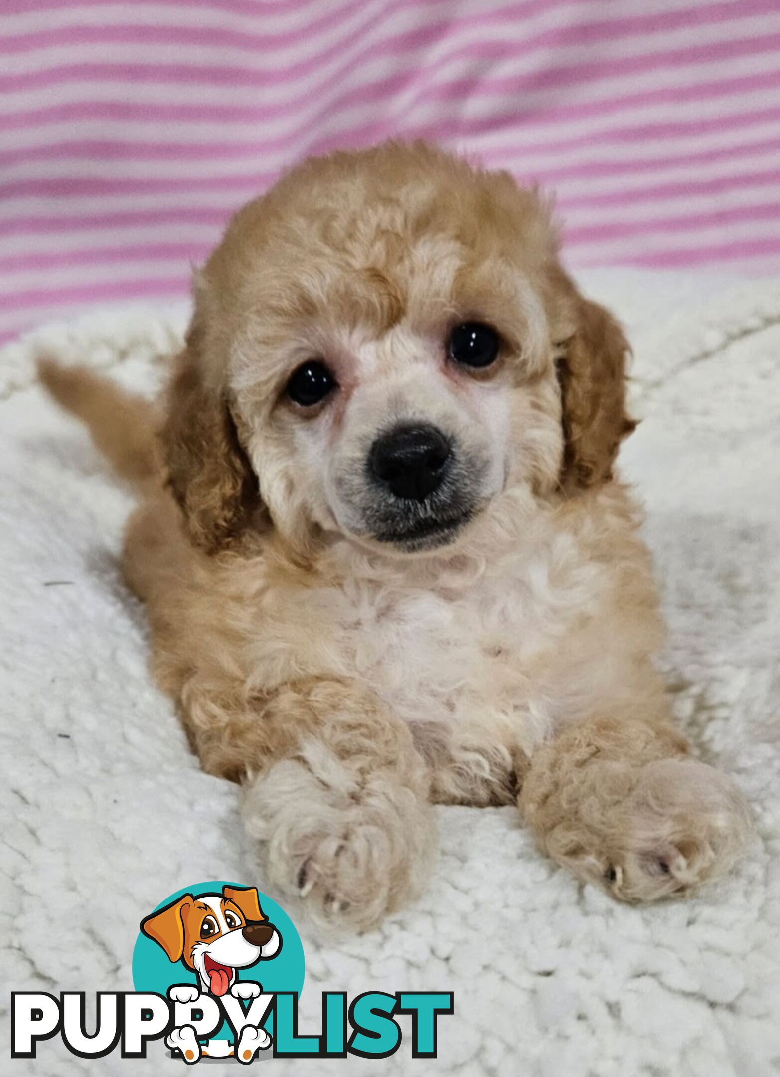💖Pure Toy Poodle Pups, Trained Crate/Toilet, Exceptional Genetics, Non shedding💖