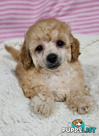 💖Pure Toy Poodle Pups, Trained Crate/Toilet, Exceptional Genetics, Non shedding💖
