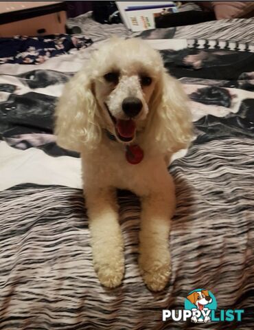 💖Pure Toy Poodle Pups, Trained Crate/Toilet, Exceptional Genetics, Non shedding💖