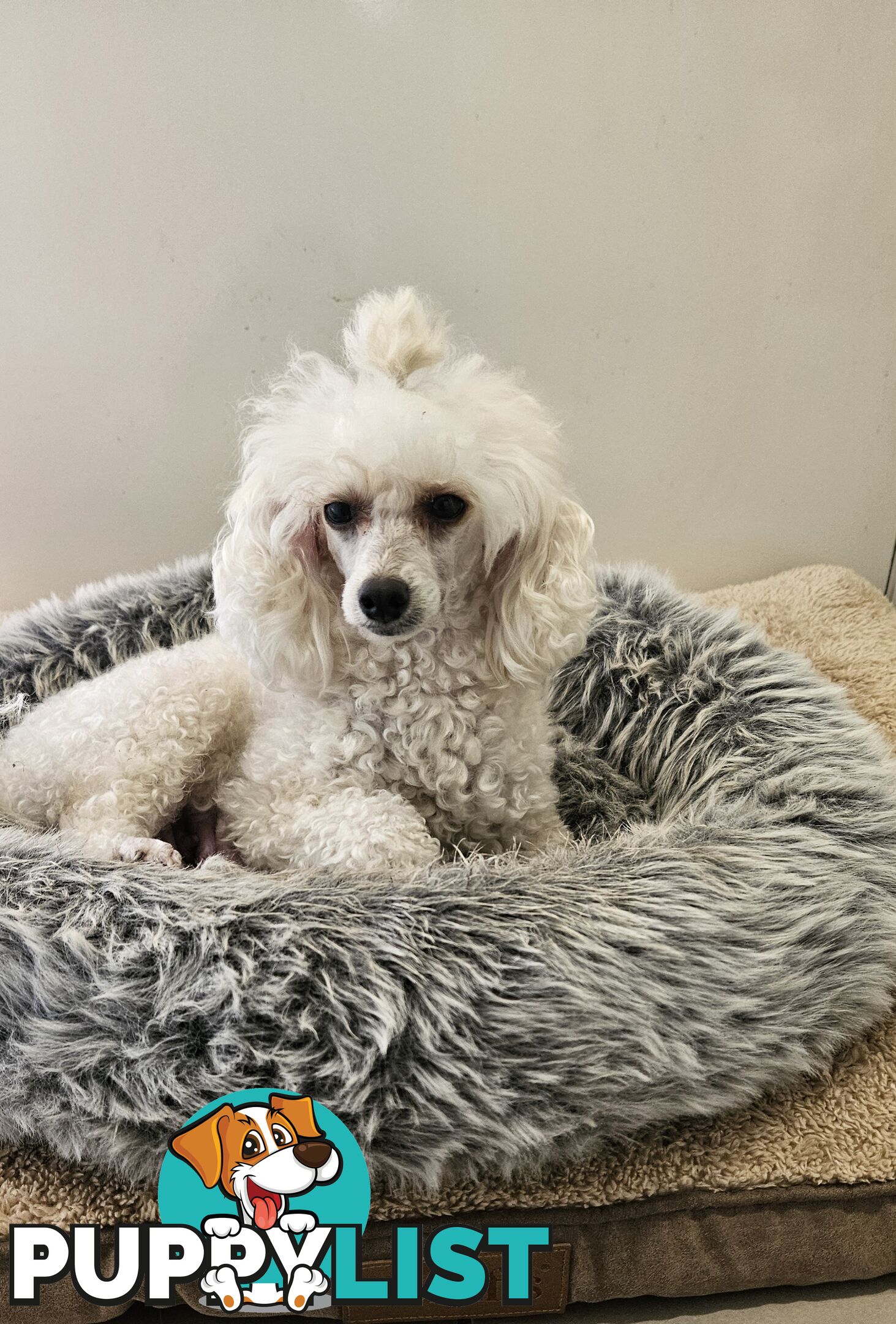 💖Pure Toy Poodle Pups, Trained Crate/Toilet, Exceptional Genetics, Non shedding💖